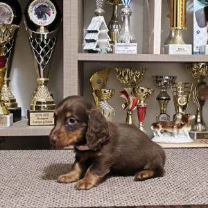 Yakuza Miniature Dachshund Yakuza Miniature Dachshund