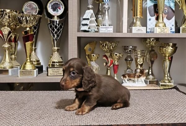 Yakuza Miniature Dachshund Yakuza Miniature Dachshund