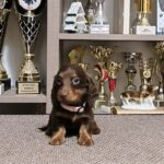 Yakuza-female-miniature-dachshund-puppy-for-sale-1 (2)