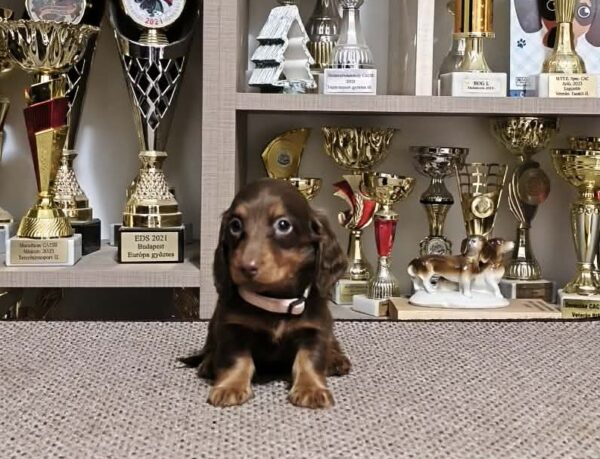 Yakuza Miniature Dachshund Yakuza Miniature Dachshund