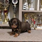 Yakuza-female-miniature-dachshund-puppy-for-sale-1 (4)