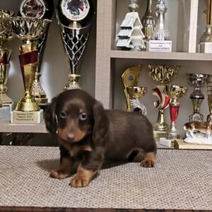 Yakuza Miniature Dachshund Yakuza Miniature Dachshund