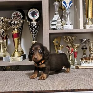 Yaro Miniature Dachshund Yaro Miniature Dachshund