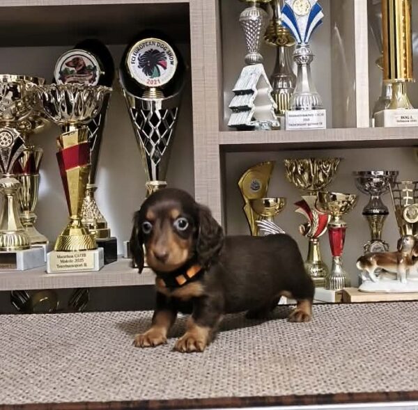 Yaro Miniature Dachshund Yaro Miniature Dachshund