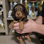 Yaro-male-miniature-dachshund-puppy-for-sale-1 (2)