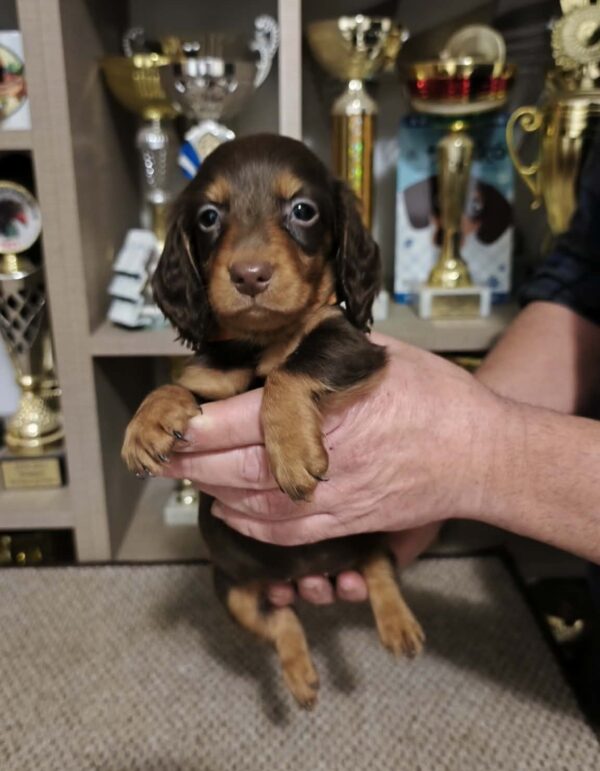 Yaro Miniature Dachshund Yaro Miniature Dachshund