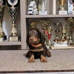 Yaro-male-miniature-dachshund-puppy-for-sale-1 (3)