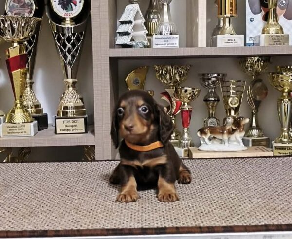 Yaro Miniature Dachshund Yaro Miniature Dachshund