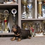 Yaro-male-miniature-dachshund-puppy-for-sale-1 (4)