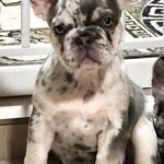 Yasa-female-French-bulldog-puppy-for-sale-1