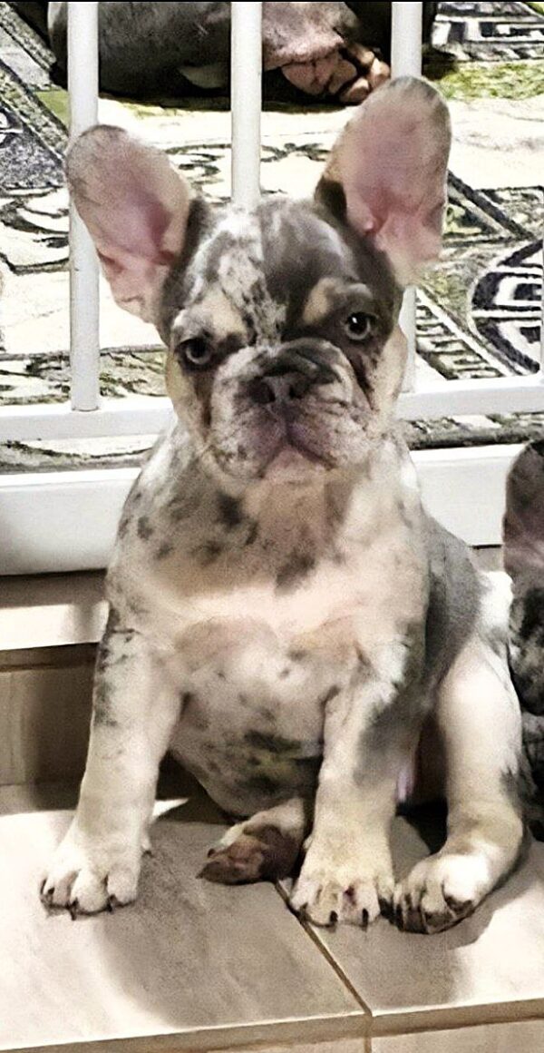 Yasa French Bulldog Yasa French Bulldog