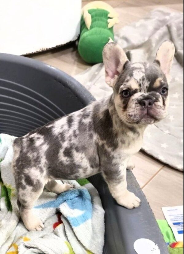 Yasa French Bulldog Yasa French Bulldog