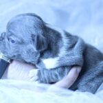 Yolie-female-French-Bulldog-puppy-for-sale-1