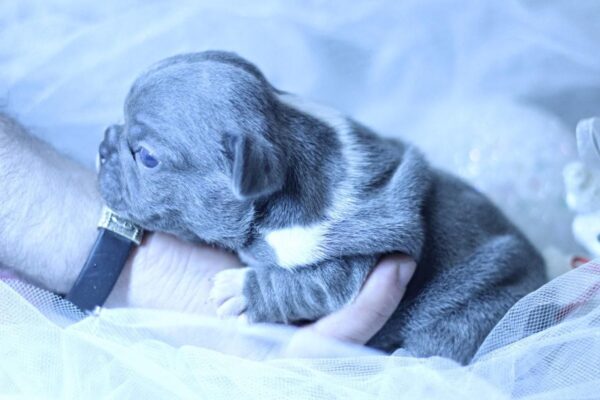 Yolie French Bulldog Yolie French Bulldog