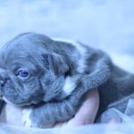 Yolie-female-French-Bulldog-puppy-for-sale-2