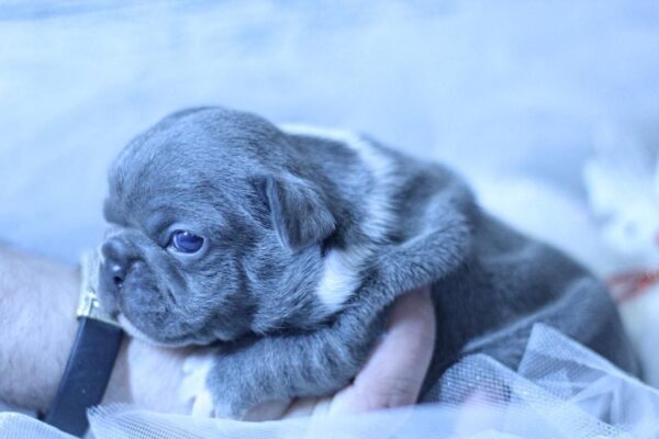 Yolie French Bulldog Yolie French Bulldog