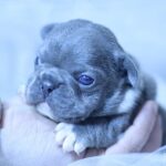 Yolie-female-French-Bulldog-puppy-for-sale-3