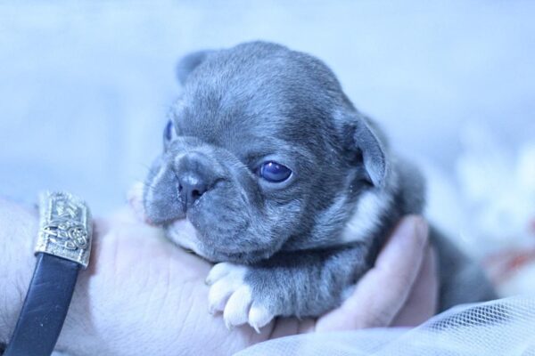 Yolie French Bulldog Yolie French Bulldog