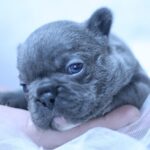 Yumi-female-French-Bulldog-puppy-for-sale-1