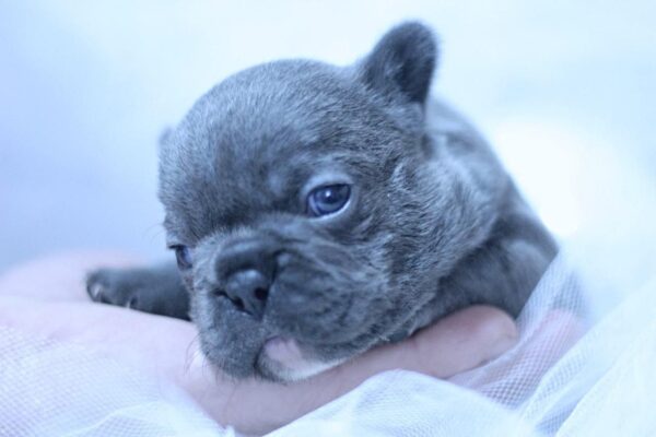 Yumi French Bulldog Yumi French Bulldog