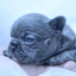 Yumi-female-French-Bulldog-puppy-for-sale-2