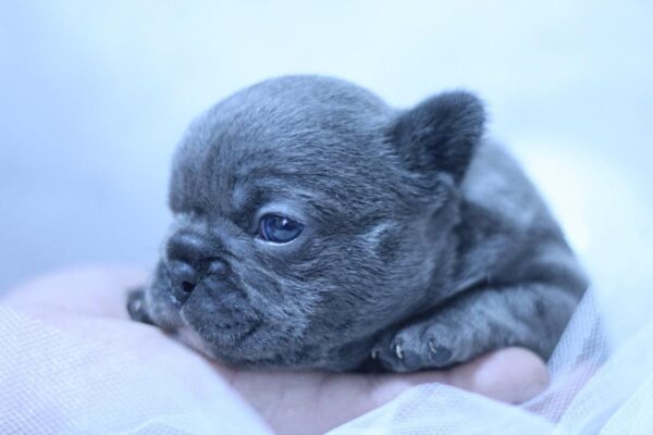 Yumi French Bulldog Yumi French Bulldog