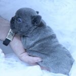 Yumi-female-French-Bulldog-puppy-for-sale-3