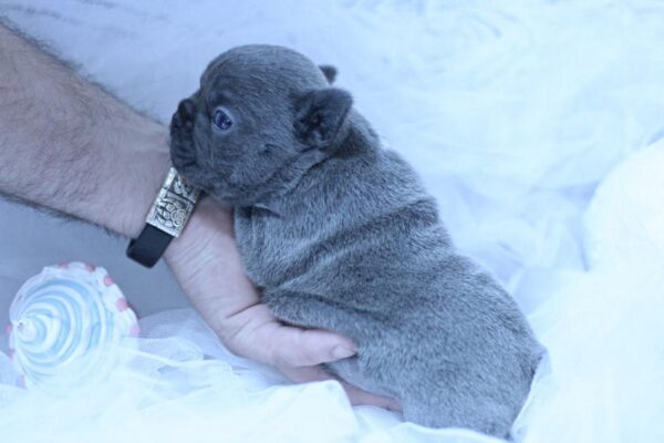 Yumi French Bulldog Yumi French Bulldog