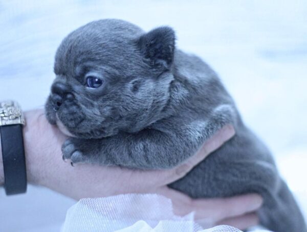 Yumi French Bulldog Yumi French Bulldog