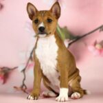 ZARI-female-Basenji-puppy-for-sale-1