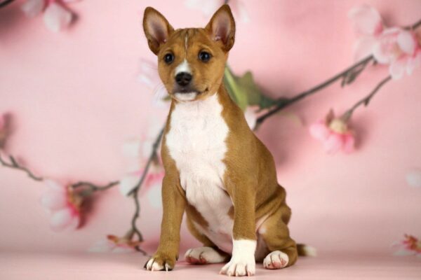 Zari Basenji Zari Basenji