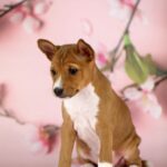 ZARI-female-Basenji-puppy-for-sale-2