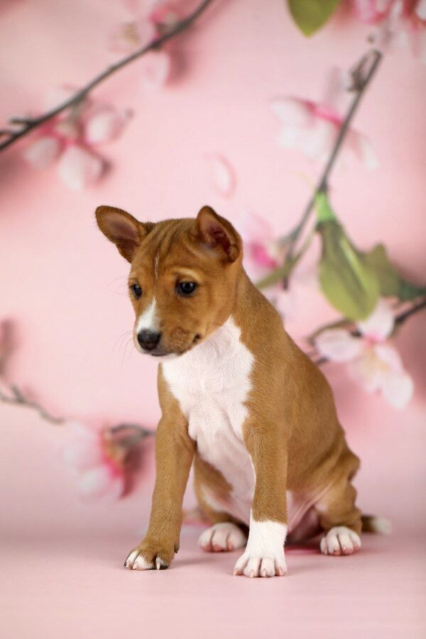 Zari Basenji Zari Basenji