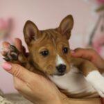 ZARI-female-Basenji-puppy-for-sale-4