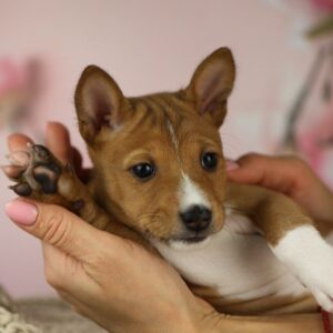 Zari Basenji Zari Basenji