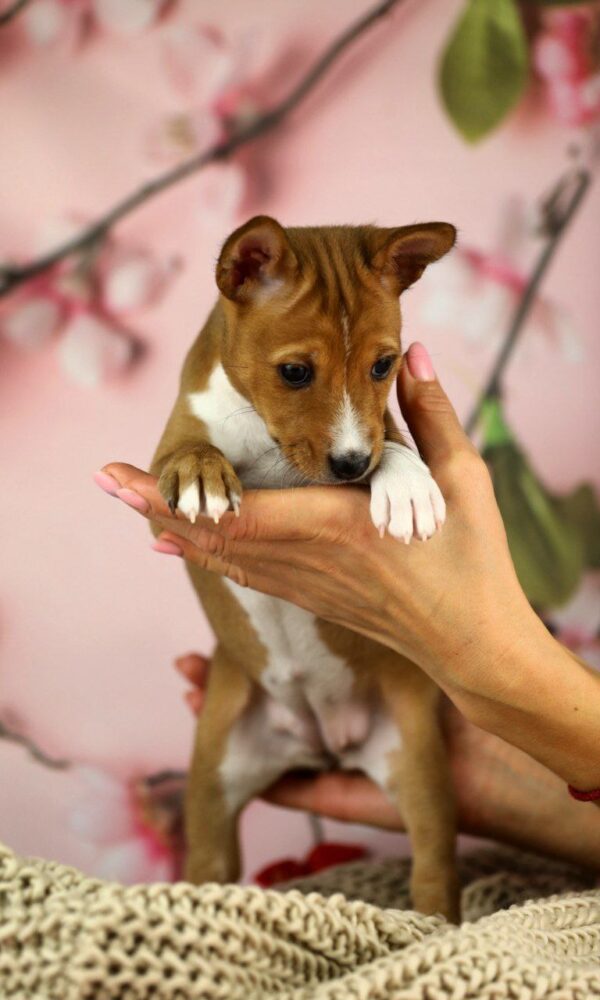 Zari Basenji Zari Basenji