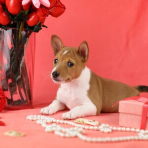 Zolya Basenji Zolya Basenji