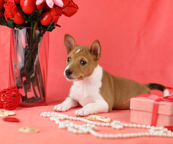 Zolya Basenji Zolya Basenji