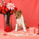 ZOLYA-female-Basenji-puppy-for-sale-2
