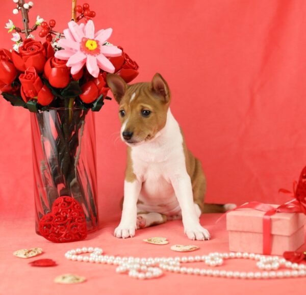 Zolya Basenji Zolya Basenji