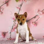 ZOLYA-female-Basenji-puppy-for-sale-3
