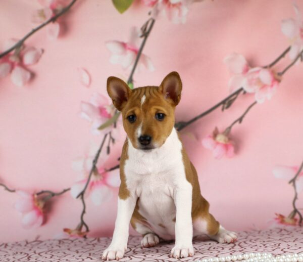 Zolya Basenji Zolya Basenji