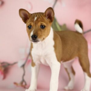 Zolya Basenji Zolya Basenji