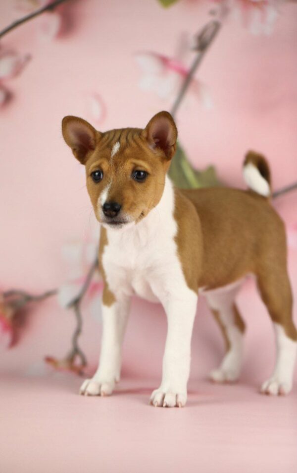 Zolya Basenji Zolya Basenji