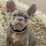 Zach-male-french-bulldog-puppy-for-sale-1
