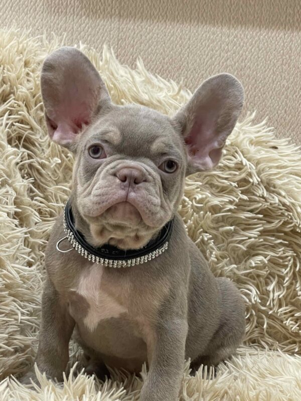 Zach French Bulldog Zach French Bulldog