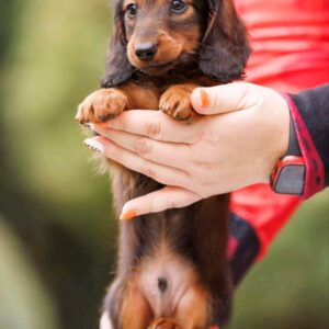 Zafferano Miniature Dachshund Zafferano Miniature Dachshund