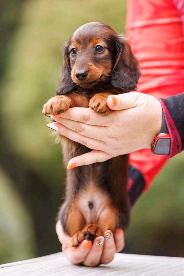 Zafferano Miniature Dachshund Zafferano Miniature Dachshund