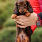Zafferano-male-Rabbit-Dachshund-puppy-for sale-2