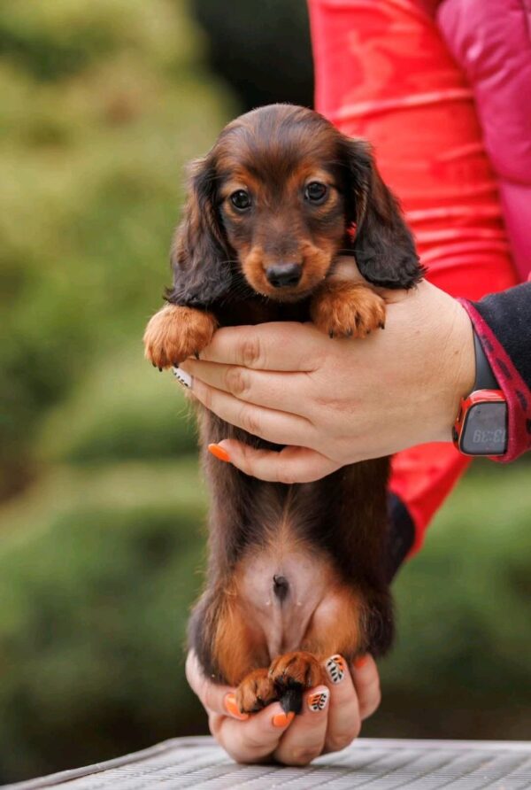 Zafferano Miniature Dachshund Zafferano Miniature Dachshund